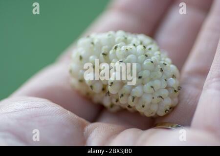 Man hands holding white Mulberry (Morus) fruit Stock Photo