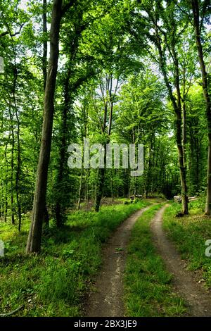 Hiking Trail Through Sunlit Deciduous Forest In Austria Stock Photo