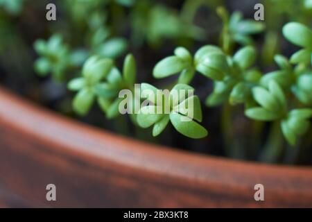 Garden cress sprouts, front view macro food photo. Green seedlings and young plants of a healthy microgreen. Selective focus. Stock Photo