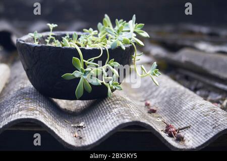 Green succulent plant in black concrete planter on slate roof, selective focus Stock Photo