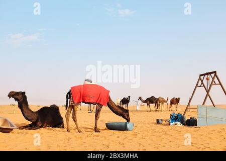 A man and his camels in the Arabian Desert. Al Dahna Desert, Riyadh, Saudi Arabia. Stock Photo