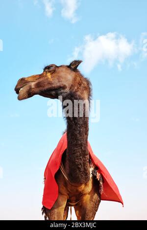 A close-up portrait shot of a cute funny Arabian dromedary camel against a clear blue sky. Stock Photo