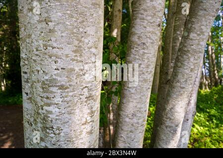 Trunks and scaly looking bark of Red Alder tree, Alnus rubra, Qualicum Beach, Vancouver Island, BC, Canada Stock Photo