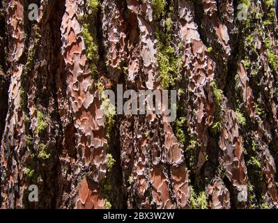 Isolated green moss in the deep grooves of a thick tree bark Stock Photo