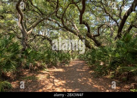 Live oak trees on Cumberland Island Stock Photo