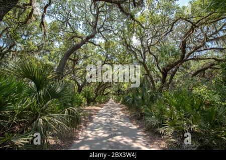 Live oak trees on Cumberland Island Stock Photo