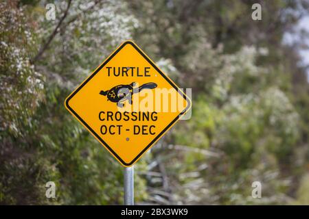Albany Western Australia November 11th 2019 :  Close-up view of seasonal roadside yellow warning signs alerting motorists to the prescence of turtles Stock Photo