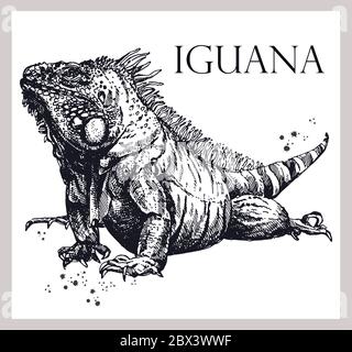 Hand drawn sketch style iguana lizard isolated on white background. Vector illustration. Stock Vector