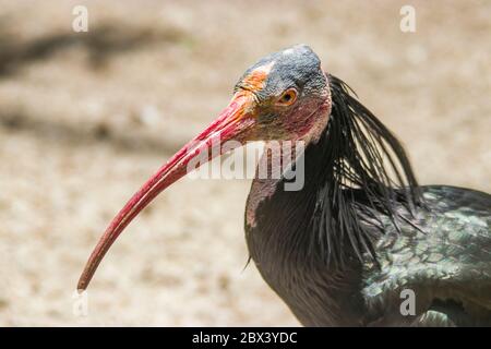Northern bald ibis stands alone. The plumage is black, with bronze-green and violet iridescence, a wispy ruff on the bird's hind neck. Stock Photo