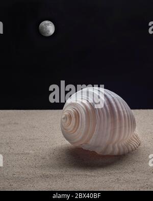Sea snail on the sand in a black background with the full moon at the bottom, still life photography Stock Photo