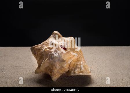 still life seashell or sea snail QUEEN CONCH,Strombus Gigas, aliger gigas, on the sand, lobatus gigas in a black background Stock Photo