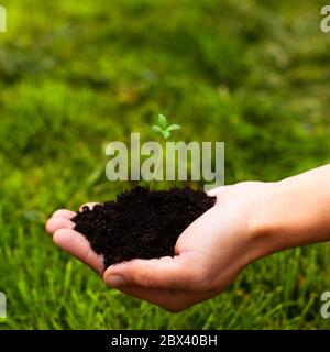 young marijuana plant in palm on a background of green grass close-up. sprout medical hemp in hands. Stock Photo