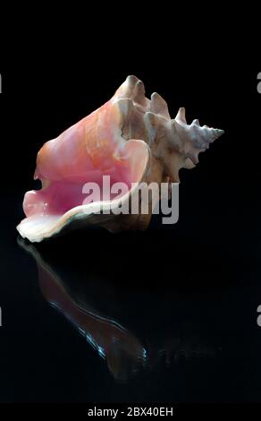 still life seashell or sea snail QUEEN CONCH, Eustrombus Gigas, aliger gigas, in a shiny surface in low key light Stock Photo