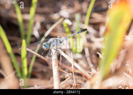 Close-up of Beautiful dragonfly, Dragonfly on branches - Nature wildlife concept Stock Photo