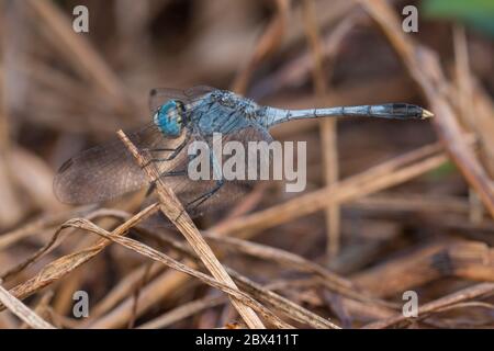 Close-up of Beautiful dragonfly, Dragonfly on branches - Nature wildlife concept Stock Photo