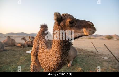 Small camel (Hashi) in the barn in the Kingdom of Saudi Arabia Stock Photo