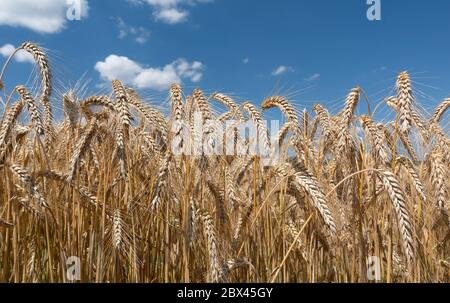 Ripe cereal plants in closeup against the blue sky Stock Photo