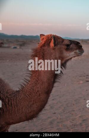 Small camel (Hashi) in the barn in the Kingdom of Saudi Arabia Stock Photo