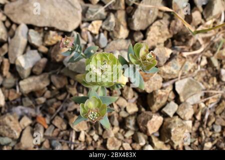 Aethionema arabicum - Wild plant shot in the spring. Stock Photo