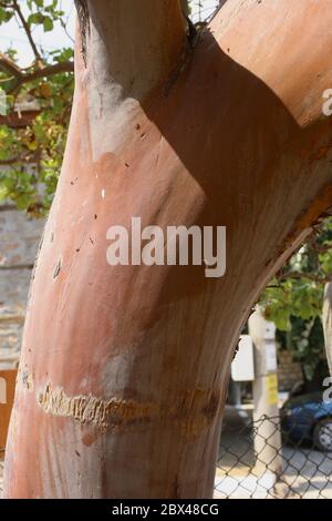 Arbutus andrachne, Cyprus Stawberry Tree. Wild plant shot in the spring. Stock Photo