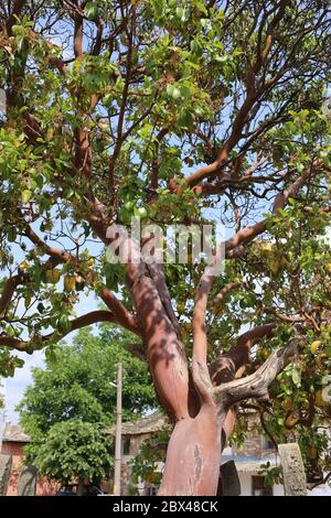 Arbutus andrachne, Cyprus Stawberry Tree. Wild plant shot in the spring. Stock Photo