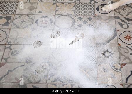 mess on floor, scattered flour in kitchen with paw prints, puppy naughty Stock Photo