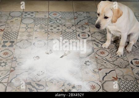 naughty labrador puppy. dog sits in middle of mess, near scattered flour on kitchen floor. Stock Photo