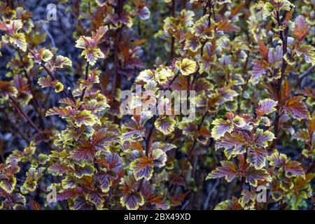 Eastern Ninebark Physocarpus opulifolius Little Angel foliage in april Stock Photo