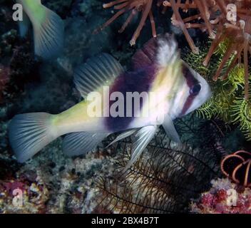 A Barred Soapfish (Diploprion bifasciatum) Stock Photo