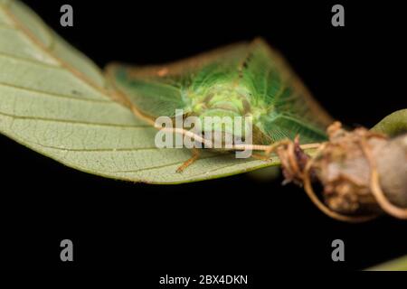 Green Lacewing Moth , Green Lacewing Moth of Borneo Island-nature wildlife concept Stock Photo