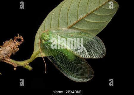 Green Lacewing Moth , Green Lacewing Moth of Borneo Island-nature wildlife concept Stock Photo