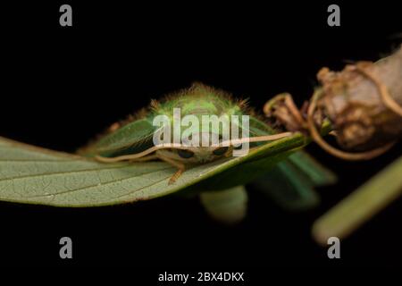 Green Lacewing Moth , Green Lacewing Moth of Borneo Island-nature wildlife concept Stock Photo