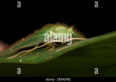 Green Lacewing Moth , Green Lacewing Moth of Borneo Island-nature wildlife concept Stock Photo