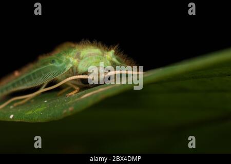 Green Lacewing Moth , Green Lacewing Moth of Borneo Island-nature wildlife concept Stock Photo