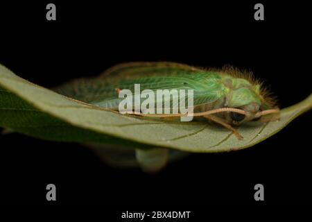 Green Lacewing Moth , Green Lacewing Moth of Borneo Island-nature wildlife concept Stock Photo