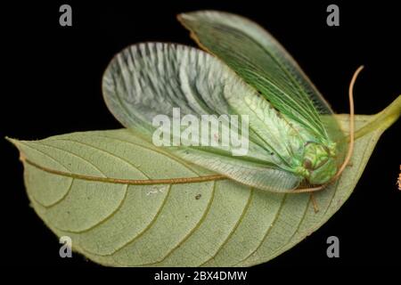 Green Lacewing Moth , Green Lacewing Moth of Borneo Island-nature wildlife concept Stock Photo