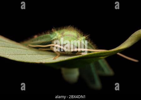 Green Lacewing Moth , Green Lacewing Moth of Borneo Island-nature wildlife concept Stock Photo