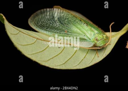 Green Lacewing Moth , Green Lacewing Moth of Borneo Island-nature wildlife concept Stock Photo