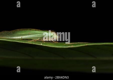 Green Lacewing Moth , Green Lacewing Moth of Borneo Island-nature wildlife concept Stock Photo