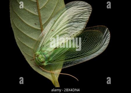 Green Lacewing Moth , Green Lacewing Moth of Borneo Island-nature wildlife concept Stock Photo