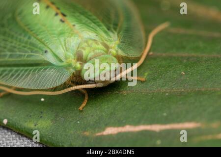 Green Lacewing Moth , Green Lacewing Moth of Borneo Island-nature wildlife concept Stock Photo