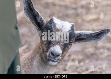 Funny brown, white, black horned, baby goat kid, looks around the corner, head shot Stock Photo