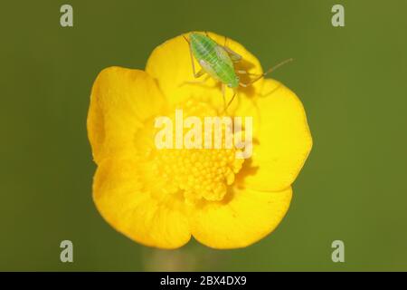 Nymph Of Mirid Bug Lygocoris rugicollis On Buttercup Flower Stock Photo