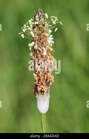 Cuckoo Spit On Ribwort Plantain Stock Photo