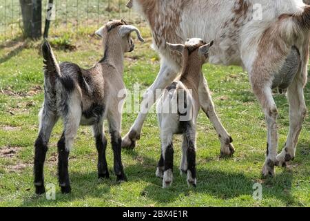 Two brown horned, brown baby goat kids, running on the spring grass, with there mother, selective focus Stock Photo