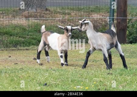 Two brown horned, white baby goat kids, playing on the spring grass, selective focus Stock Photo