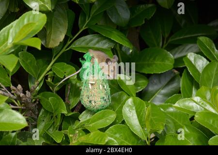 house mouse steals birdseed in a cherry laurel bush Stock Photo