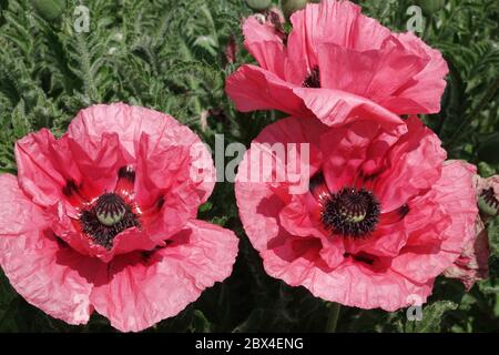 Pink Oriental Poppy Papaver orientale 'Watermelon' Stock Photo