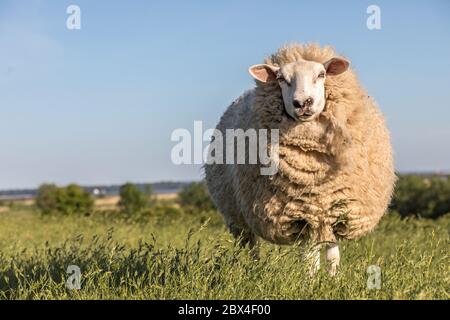 wool sheep standing on a dike Stock Photo