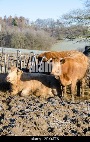 Bos Taurus, domestic limousin cattle livestock on a pasture in the countryside in Rhineland-Palatinate, Germany, Western Europe Stock Photo